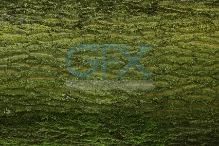 دانلود بک گراند تکسچر بافت چوب درخت سبز