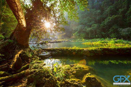 عکس طبیعت با کیفیت بالا از جنگل مه‌آلود مناسب برای طراحی گرافیکی