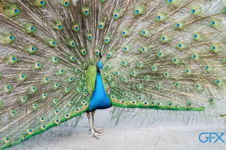 دانلود عکس طاووس رنگی و خاص