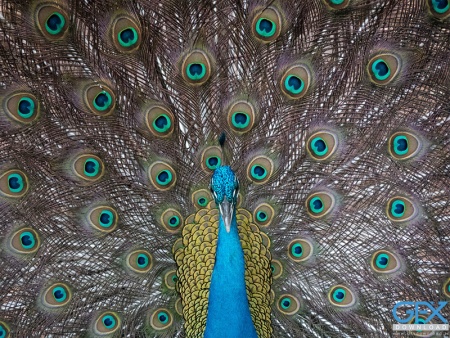 عکس خیره‌کننده از طاووس با ترکیب رنگ طلایی، آبی و سبز کیفیت بالا