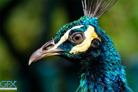 عکس سر طاووس