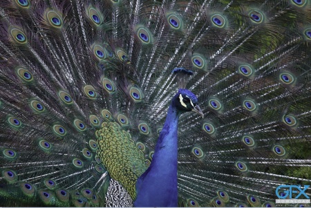 عکس خاص از طاووس برای چاپ