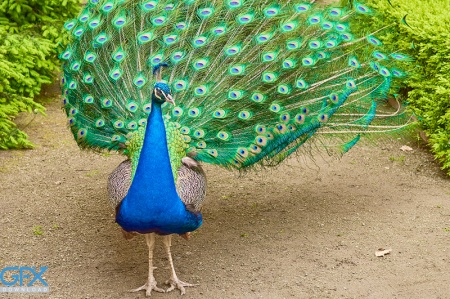 عکس طاووس رنگی با پرهای باز و درخشان در نور طبیعی