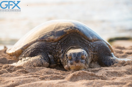 دانلود عکس‌های لاک‌پشت با رزولوشن بالا برای طراحی و چاپ