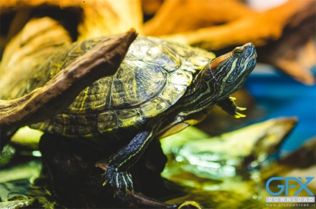 تصاویر با کیفیت لاک‌ پشت برای پس‌زمینه و چاپ هنری