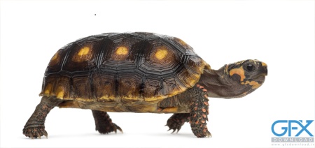 عکس لاک‌پشت HD برای استفاده در طراحی، چاپ و والپیپر