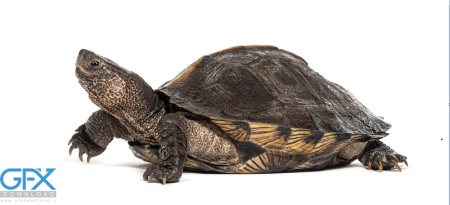 عکس لاک پشت برای چاپ با زمینه سفید