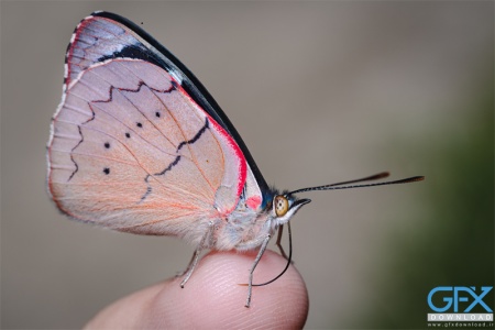  عکس پروانه برای چاپ