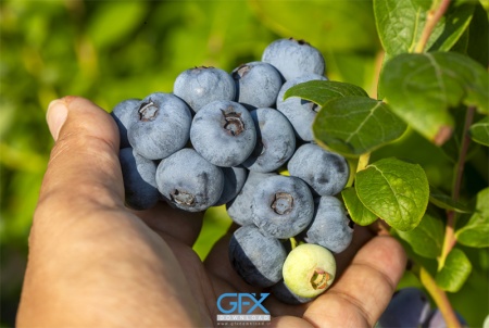 بلوبری‌های تازه روی شاخه بوته در باغ