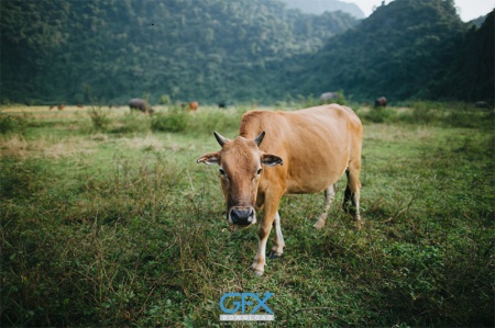 عکس گاو برای چاپ با کیفیت بالا