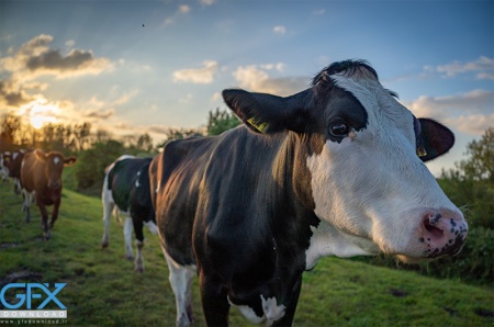 عکس گاو واقعی با کیفیت بالا برای طراحی و چاپ