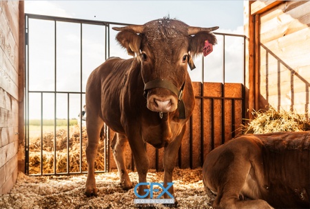 دانلود عکس گاو برای چاپ بنر و پوستر