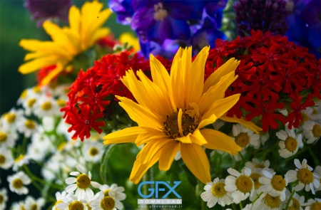 دانلود تصویر گل‌های رنگارنگ باغی با کیفیت مناسب چاپ