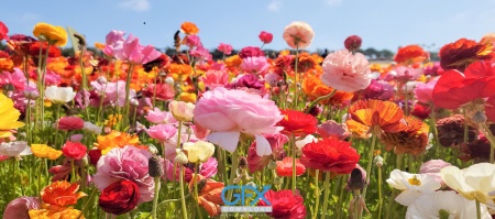 دانلود عکس گل‌های وحشی جهان با رزولوشن بالا