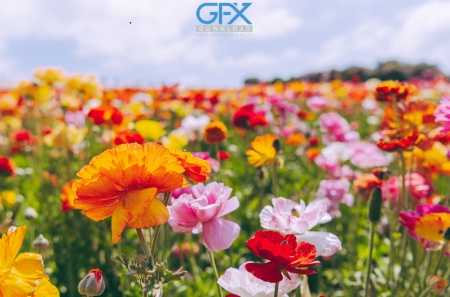 دانلود عکس گل‌های خاص و کمیاب با کیفیت فوق‌العاده