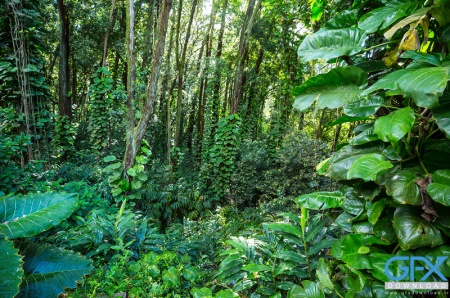 عکس جنگل طبیعی برای ادیت و طراحی گرافیکی