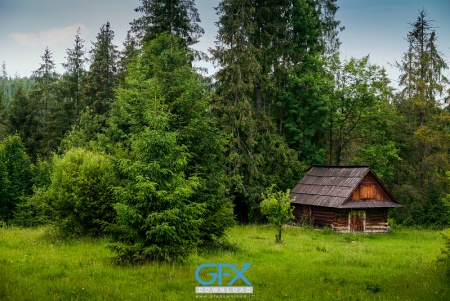 عکس رویایی کلبه چوبی در دل طبیعت جنگل