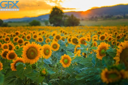 عکس منظره رویایی از طبیعت آفتابگردان و نور خورشید