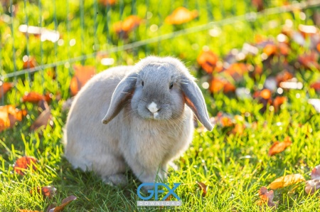 عکس خرگوش جنگلی در طبیعت با کیفیت بالا برای طراحی