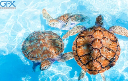 عکس لاک پشت دریایی در حال شنا در آب‌های شفاف اقیانوس