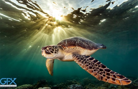 تصویر لاک پشت دریایی نزدیک سطح آب با نور خورشید