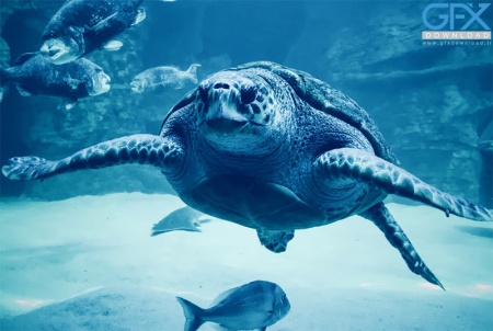 دانلود لاک پشت آکواریوم با کیفیت بالا برای پس‌زمینه