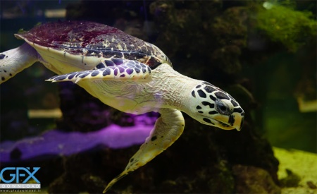 عکس لاک پشت دریایی واقعی مناسب چاپ با کیفیت