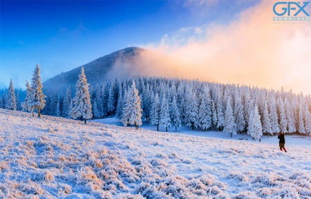 دانلود بک گراند جنگل زمستانی با برف و فضای سرد و آرام