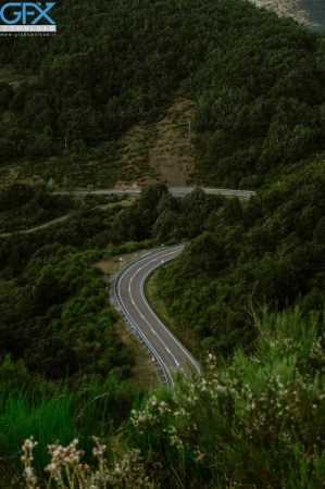 منظره زیبای جاده در جنگل انبوه