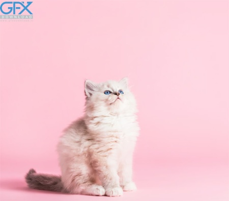 دانلود عکس گربه برای تصویر زمینه با کیفیت HD