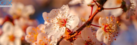 عکس شاخه گل بهاری از نزدیک برای بک گراند