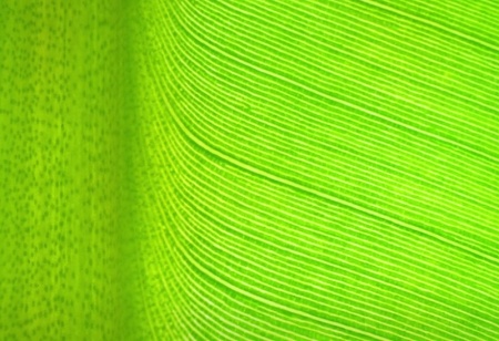 دانلود فوتیج نمای نزدیک برگ موز سبز banana leaf