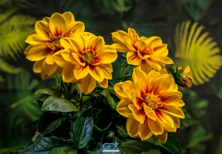 مجموعه تصاویر گل زرد برای طراحی و پروژه‌های گرافیکی
